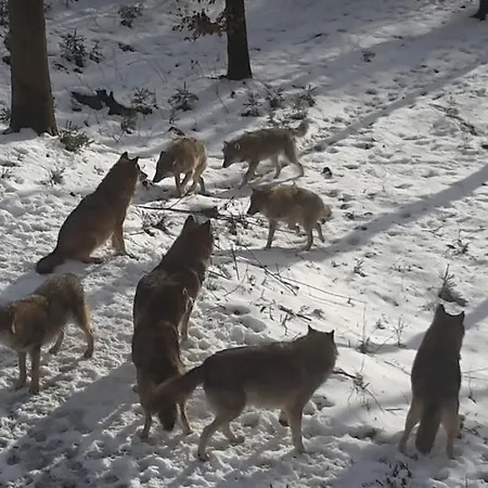 Wildnisresidenz Am Nationalpark
